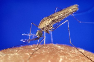 Lesetipp/1und1.de: Sieben Monate Trockenheit - So überleben Malaria-Mücken in Afrika