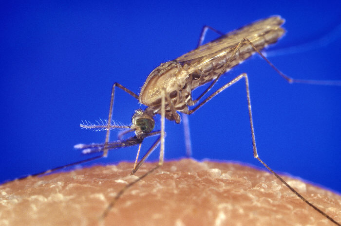 WHO: ab sofort werden Kinder in Afrika gegen Malaria geimpft