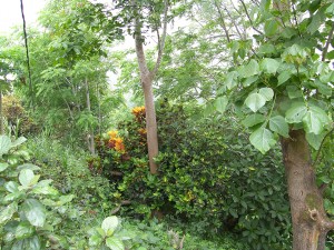 Lesetipp/Spiegel: Dubioser CO₂-Emmissionshandel - Liberia verhökert seinen Tropenwald
