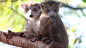 Waldaufforstung auf Madagaskar mithilfe von Lemuren
