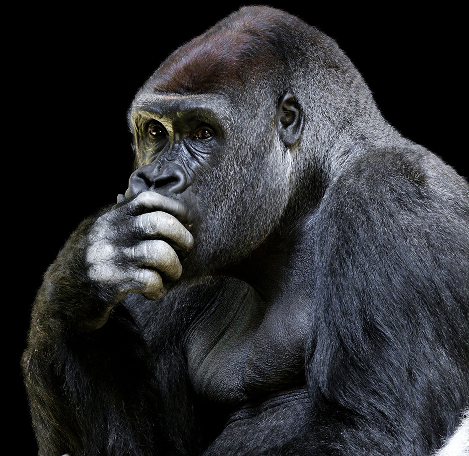 Gorillas im San Diego Zoo Safari Park positiv auf Covid-19 getestet