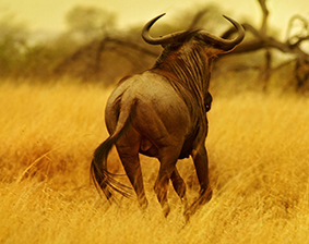 Die 25 schönsten Nationalparks weltweit: Serengeti National Park, Tansania, auf Platz 1