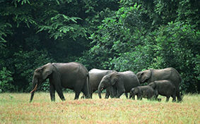 Gabun: Dorfbewohner flüchten vor Elefanten