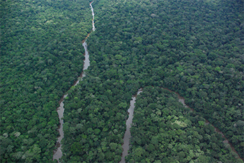 Greenpeace fordert Afrikanische Union zur Diskussion über Abholzung im Kongo auf