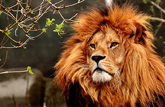 BBC demaskiert Mythen: Es gibt keinen König der Löwen, und sie leben nicht im Dschungel!
