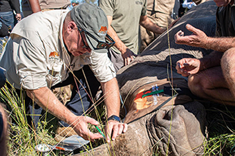 Projektstart in Südafrika: Nuklearwissenschaft zum Schutz des afrikanischen Nashorns