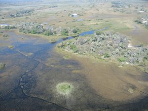 Namibia: Weltnaturerbe Okavango-Delta in Gefahr 