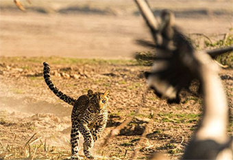 ARD/Afrika-TV-Tipp: Sambia – Königreich der Leopardin