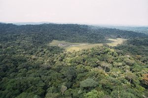 Forschung: Der Kongo-Tropenwald ist einfach anders