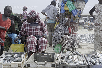 Fischmehl- und Fischölexporte aus Westafrika nach Europa entlarven ein zerstörerisches Nahrungsmittelsystem