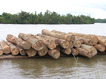 Zentralafrika: Illegaler Holzeinschlag in Gabun - eine chinesische "Mafia" im Zentrum des Übels