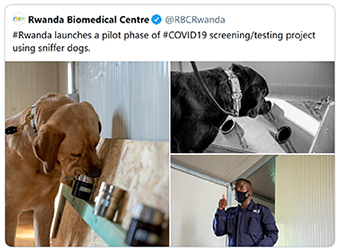 Ruanda: Hunde zum Aufspüren von Covid-19