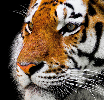 Afrika-TV-Tipp: „Europa – das Geschäft mit Tigern und Löwen“ und „Safari – Der Preis fürs Töten“
