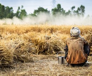 Ukraine-Krise: Senegal beschließt, eigenen Weizen zu produzieren