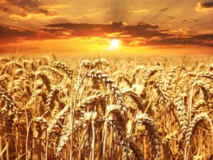 Afrika-Lesetipp/RND: Unabhängig von Getreideimporten: Simbabwe rechnet mit Rekordernte von Weizen