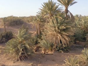 Afrika-TV/Video-Tipp/arte: Oasen - Marokko, die Meister des Wassers