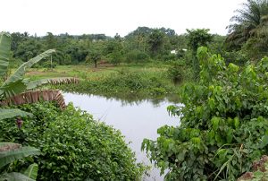 Treffen der Kongobeckenwald-Partnerschaft in Gabun: Deutschland sagt 45 Millionen Euro für Erhalt des Kongowaldes zu