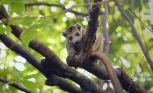 Madagaskar unter den TOP 5 der besten Reiseziele der Welt im Jahr 2023