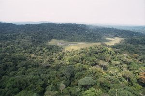 SRF-Video: Kongo will Öl im Regenwald fördern!