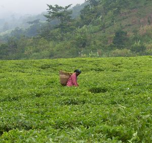 Afrika-Lesetipp/ORF: Kenia: BBC deckt sexuelle Ausbeutung auf Teeplantagen auf