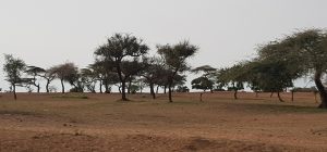 Welt-Sichten: Klimaanpassung - Mehr Bäume auf Afrikas Äckern gefunden