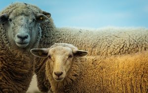Opferfest Eid el-Adha: Kein Schaf für manche in Algerien und Marokko