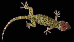 Lesetipp/stern: Von Äthiopien nach Wien 80 lebende Geckos im Koffer