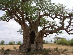 Volker Seitz*: Baobab – der hölzerne Elefant
