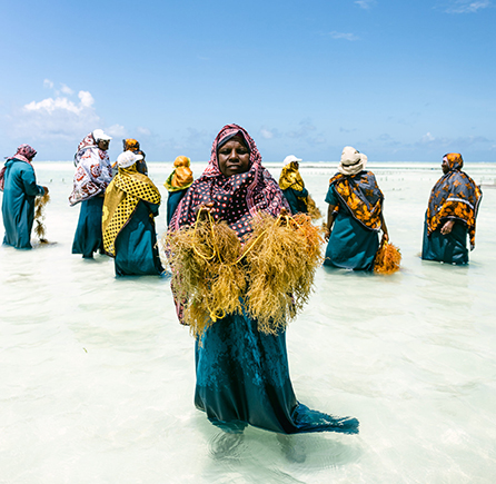 An vorderster Front der Klimaanpassung: Tansanias Meeresalgen-Bäuerinnen (ONE Fotostory)