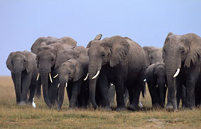 WWF: Kenia - Wenn Elefanten die Schule besuchen