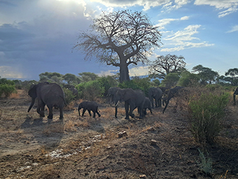 Tansania: die Stille der Serengeti