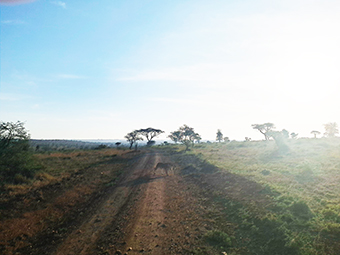 Tansania: die Stille der Serengeti