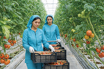 Westsahara: Spanien und Marokko im Zentrum eines juristischen und agrarpolitischen Zoffs wegen EU-Etikettierung